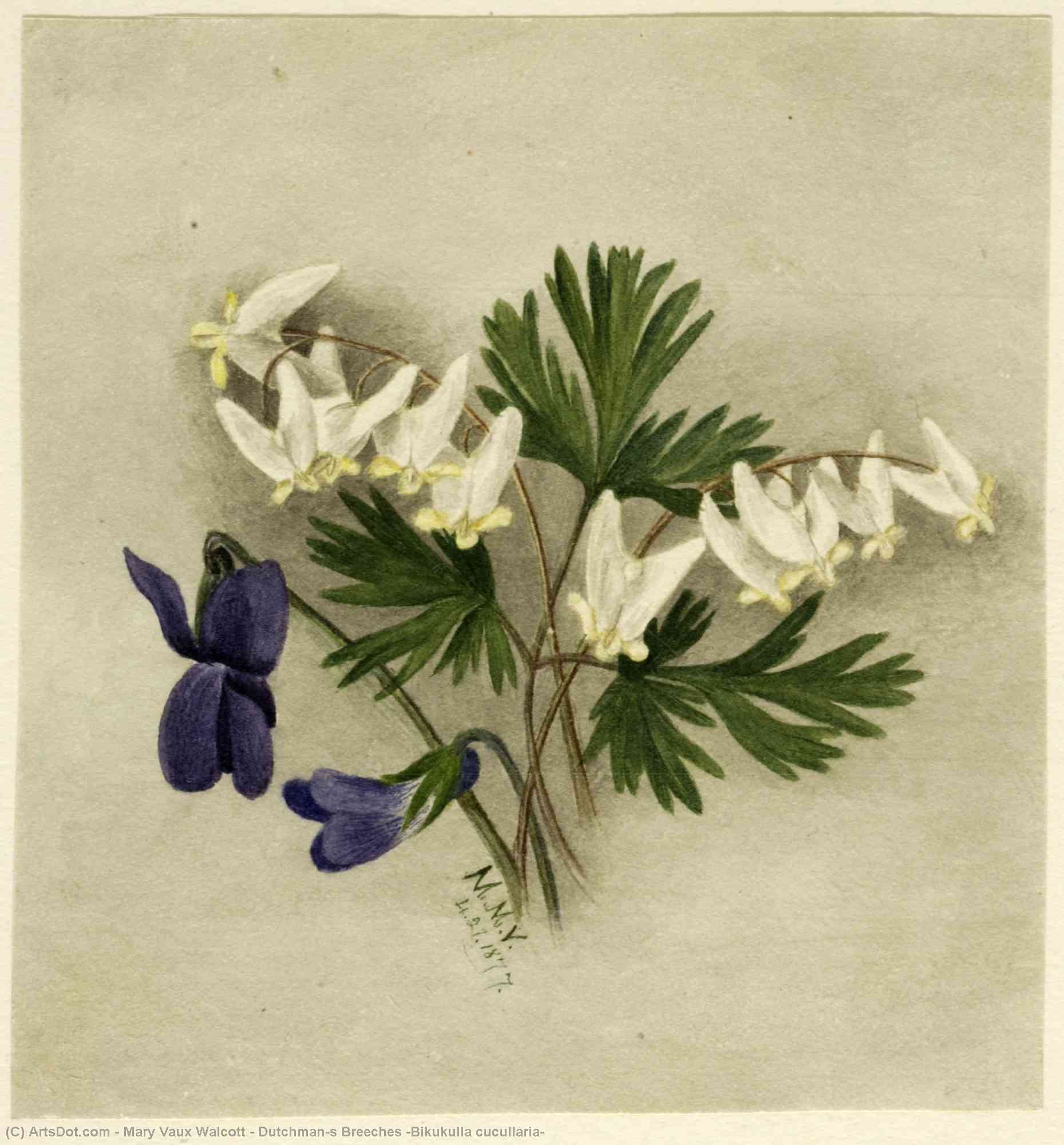 Dutchman's Breeches (bikukulla Cucullaria) — Mary Vaux Walcott