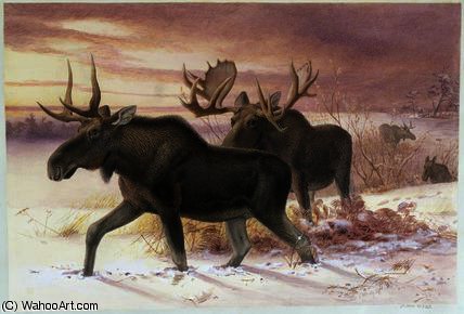 Elk, Family Cervidae — Joseph Wolf