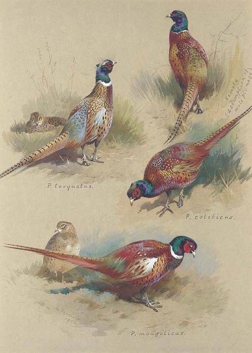 Pheasants — Archibald Thorburn