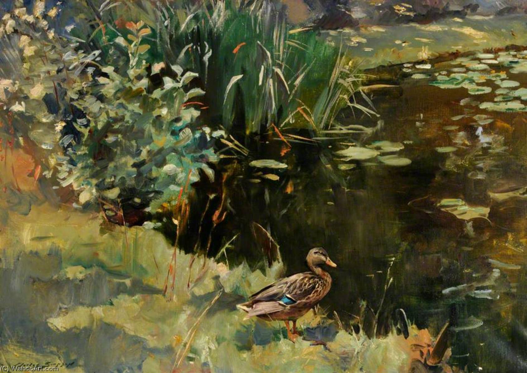 Mallard Drake — Charles Walter Simpson