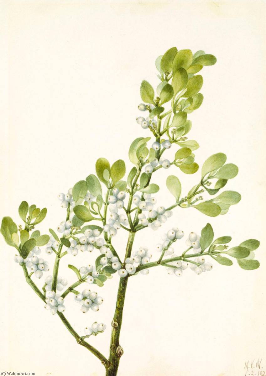 American Mistletoe (phoradendron Flavescens) — Mary Vaux Walcott