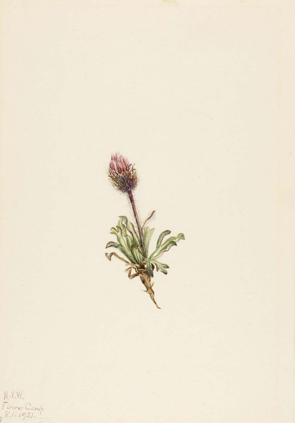 Fleabana Lanosa — Mary Vaux Walcott