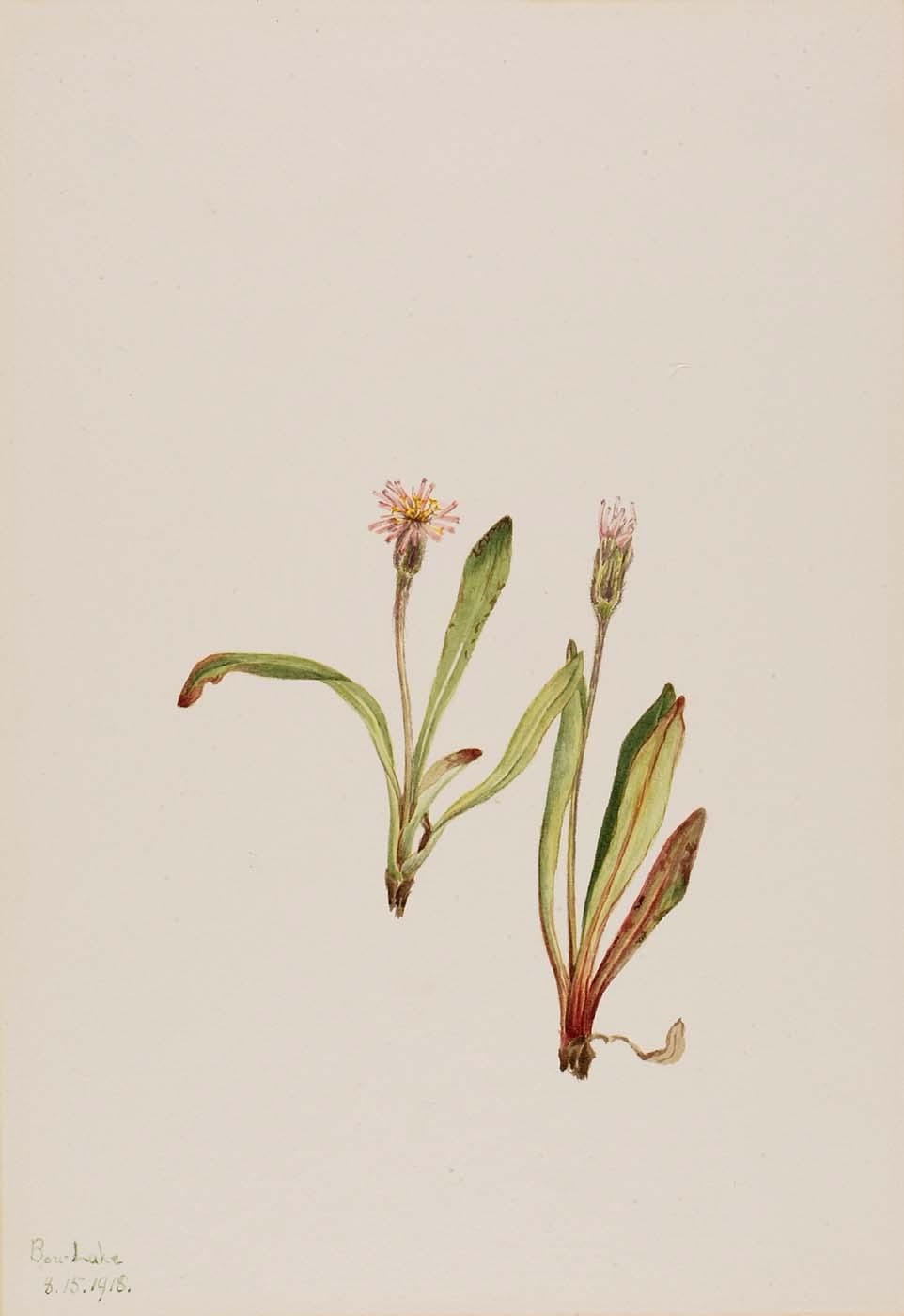 False Dandelion (agoseris Carnea) — Mary Vaux Walcott