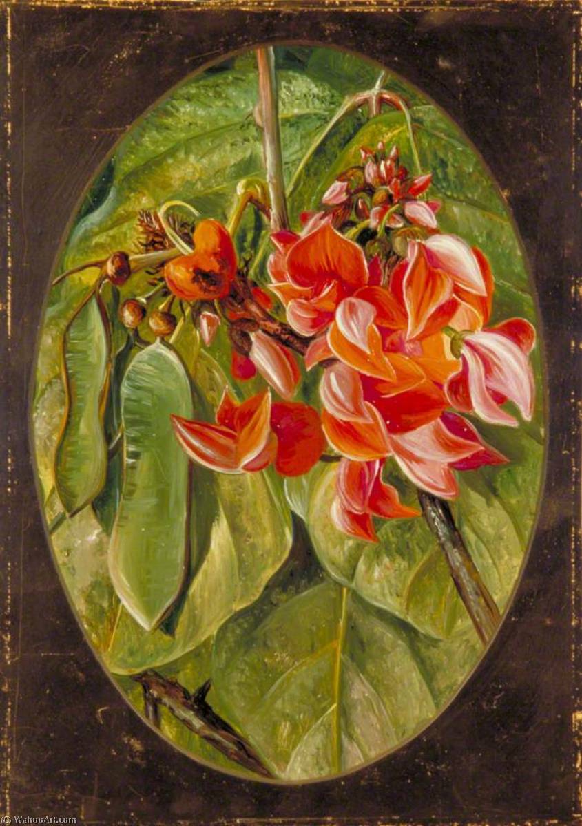 The Dhak Or Bastard Teak — Marianne North