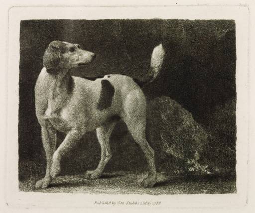 A Foxhound — ジョージ・スタッブス