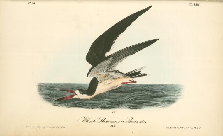 Black Skimmer Or Shearwater. Male — John James Audubon