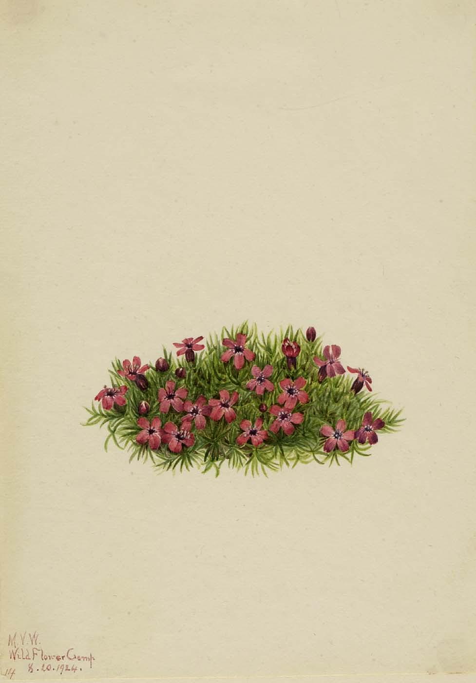 Moss Campion (silene Acaulis) — Mary Morris Vaux Walcott