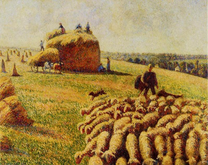 Flock Of Sheep In A Field After The Harvest — Kamij Pisaro