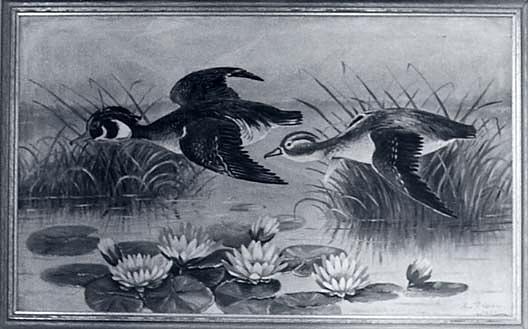 Wood Ducks And Lilies, (painting) — Lewis L Cross