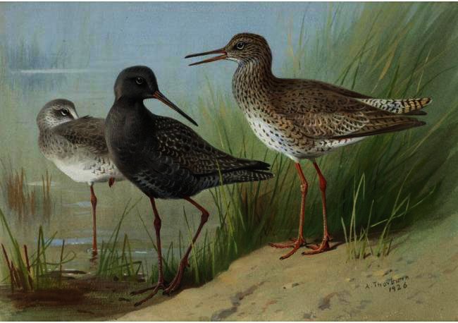 A Trio Of Redshank — Archibald Thorburn