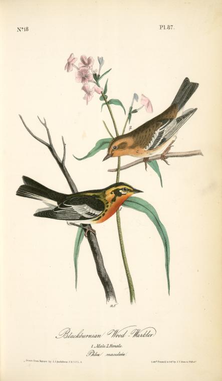 Blackburnia Wood-warbler. 1. Male, 2. Female. — John James Audubon