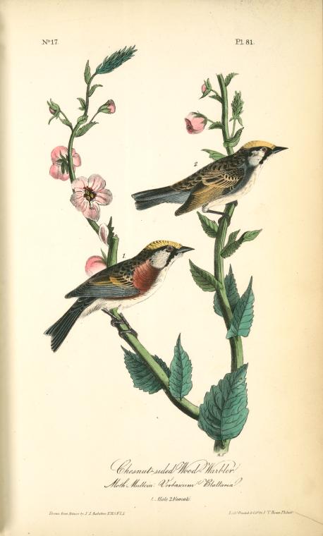 Chestnut-sided Wood-warbler, 1. Male, 2. Female. (moth Mullein. Verbascum Blattaria.) — John James Audubon
