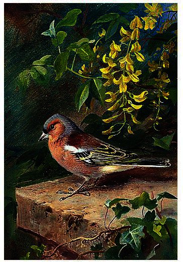 Chaffinch — Арчибалд Торбурн