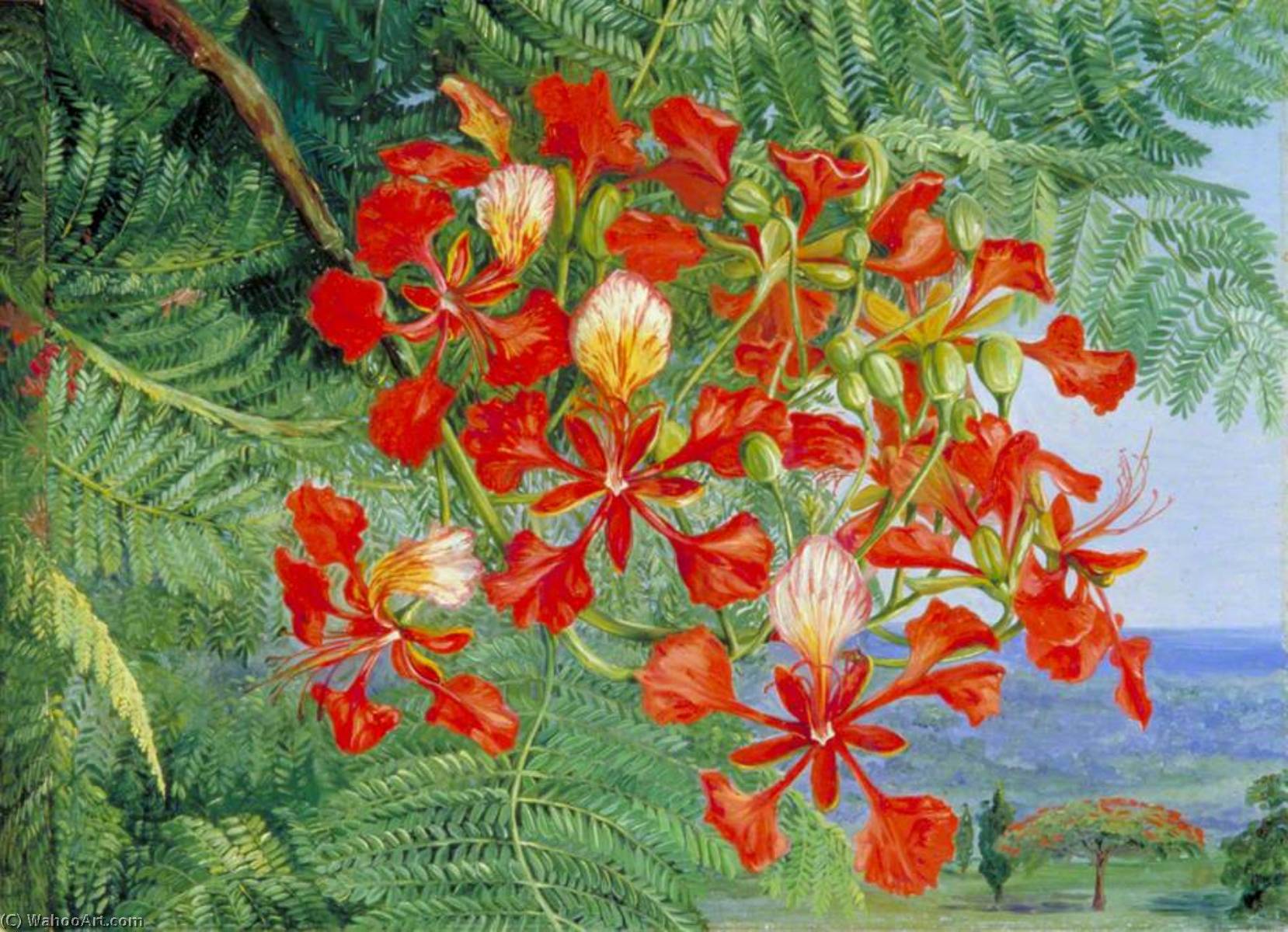 Laub Und Blüten Eines Madagaskar-baumes In Singapur — Marianne North