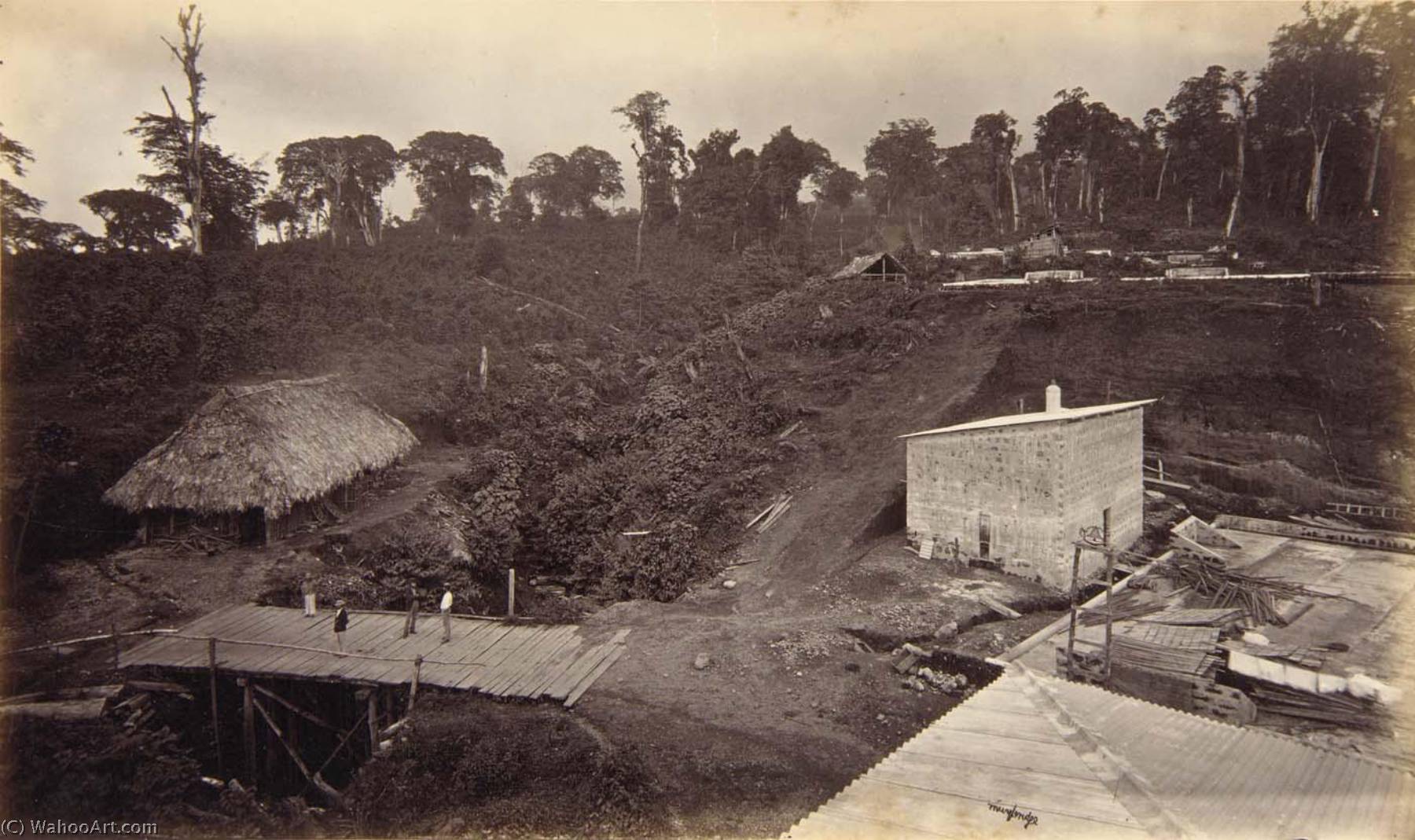 Coffee Plantation, Las Nubes, Guatemala — Eadweard J Muybridge