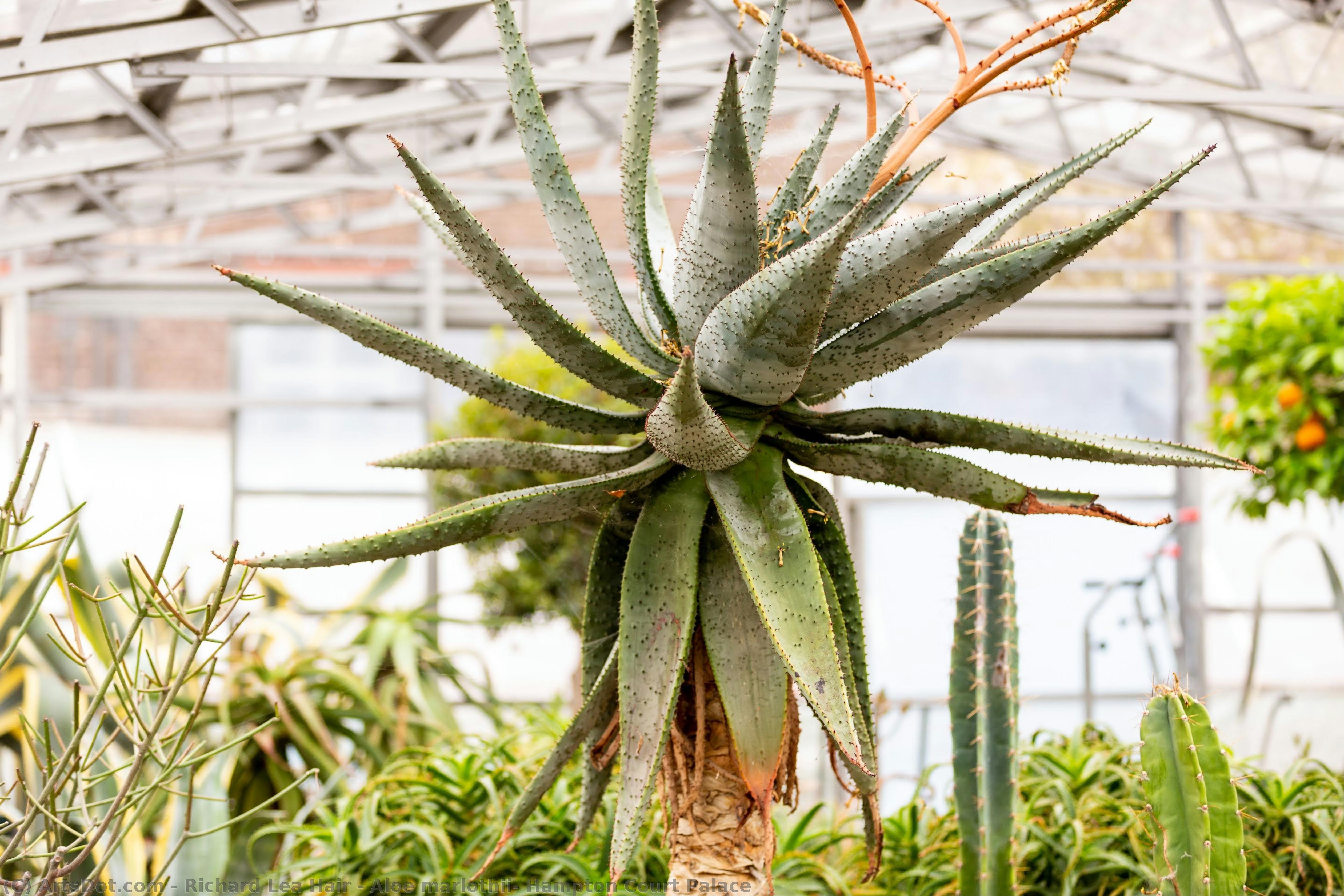 Aloe Marlothii, Hampton Court Palace — Richard Lea Hair