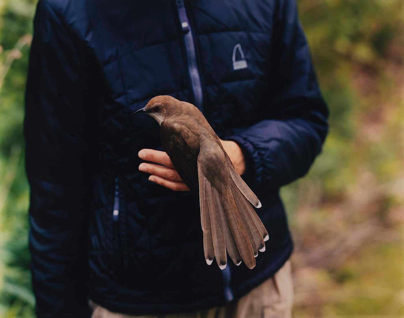 Black Billed Cuckoo — Barbara Bosworth