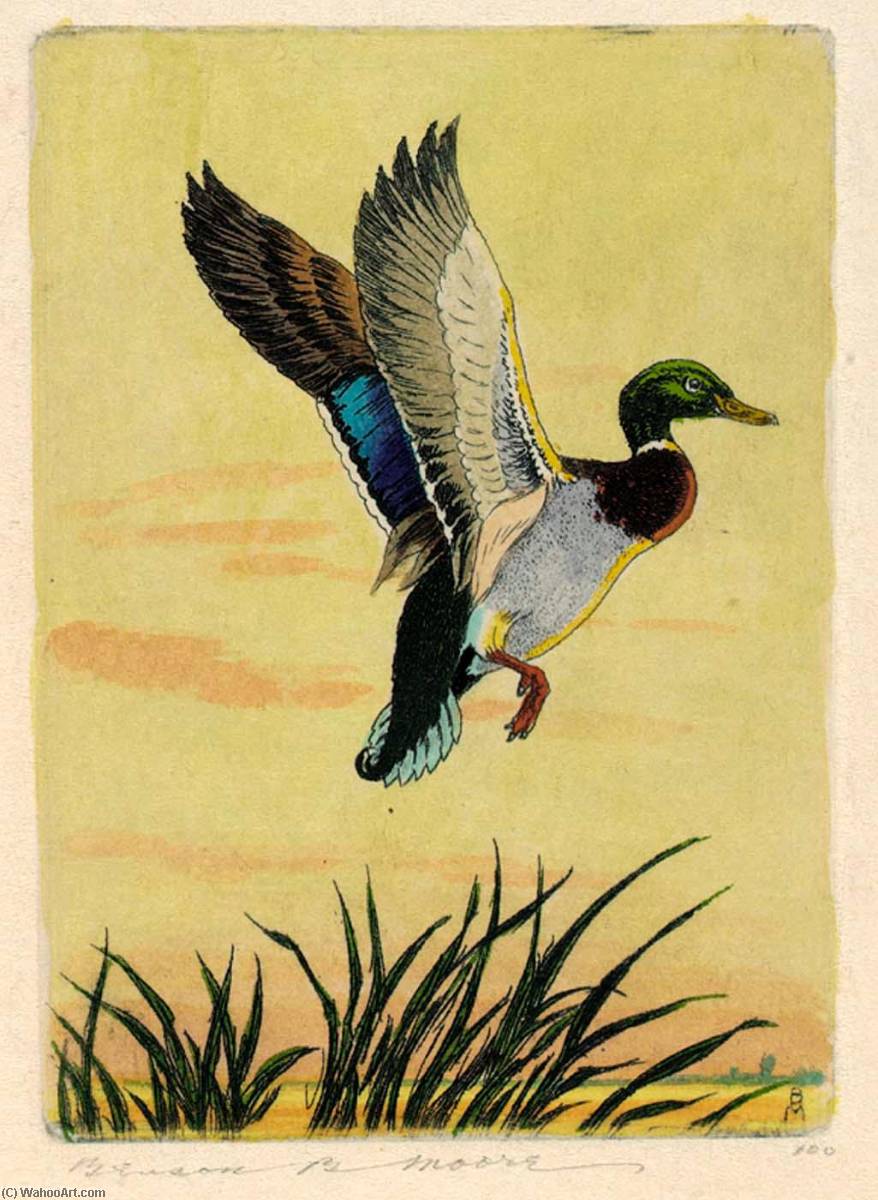 Startled Mallard — Benson B Moore