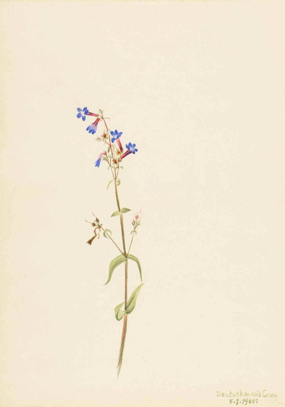 Pentstemon (pentstemon Procerus) — Mary Vaux Walcott