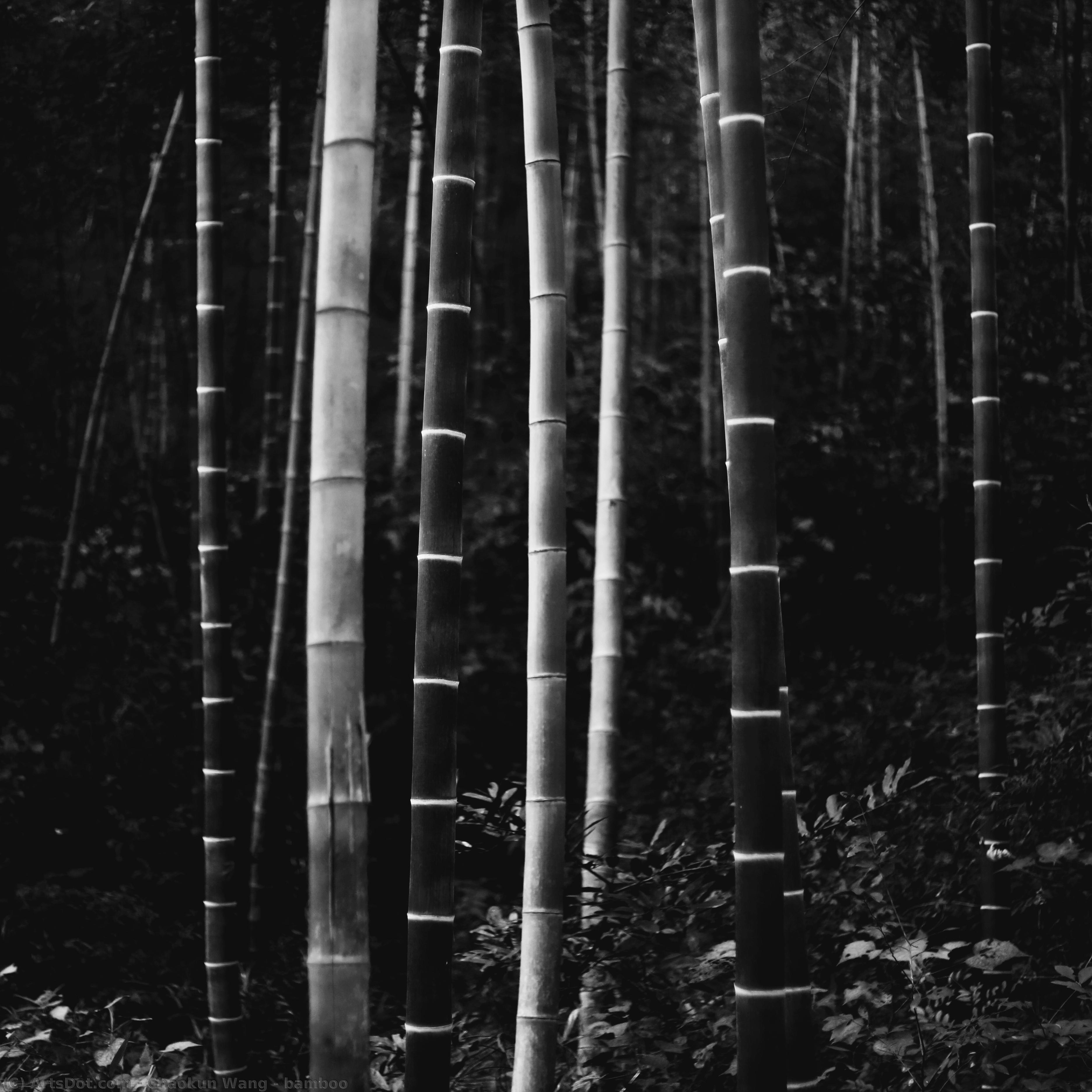 Bamboo — Chaokun Wang