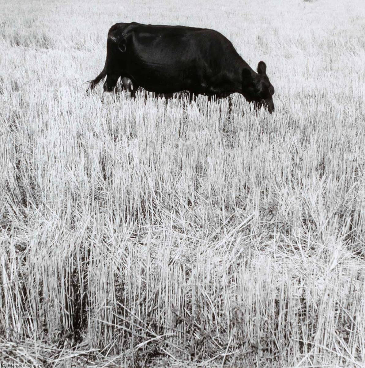 Cow, Kiowa County, From The Kansas Documentary Survey Project — Larry W Schwarm