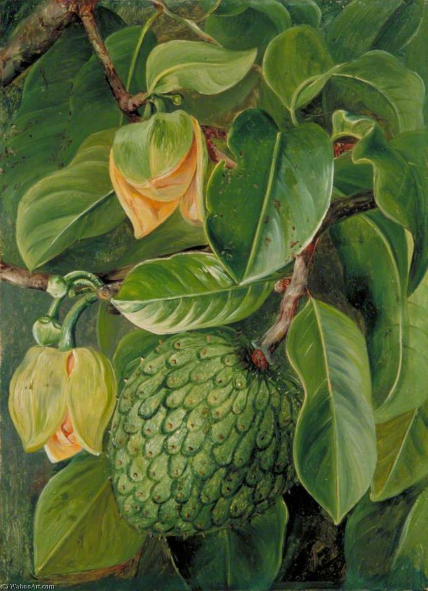 Blätter, Blüten Und Früchte Der Stachelannone, Brasilien — Marianne North