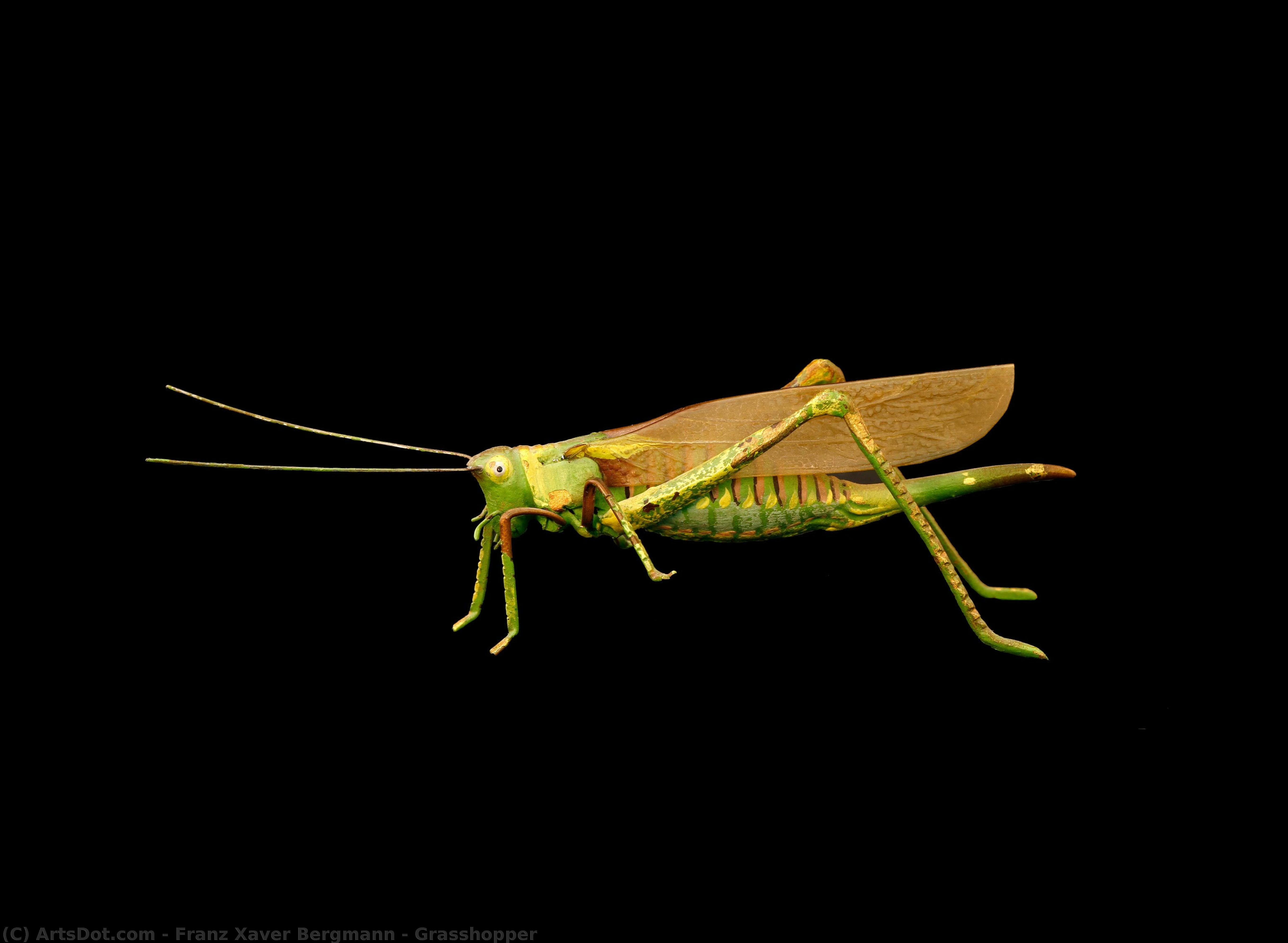 Grasshopper — Franz Xaver Bergmann