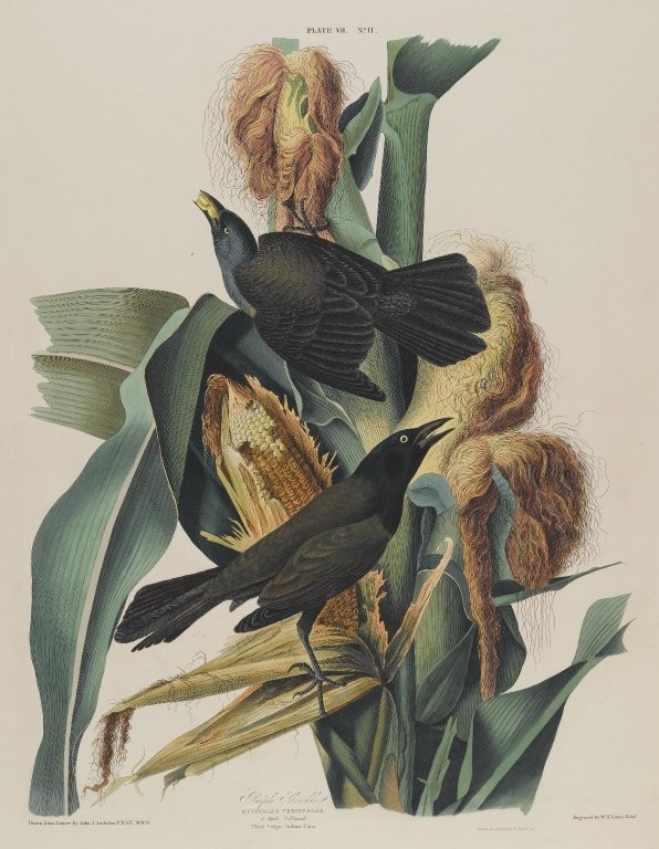 Purple Grackle — John James Audubon