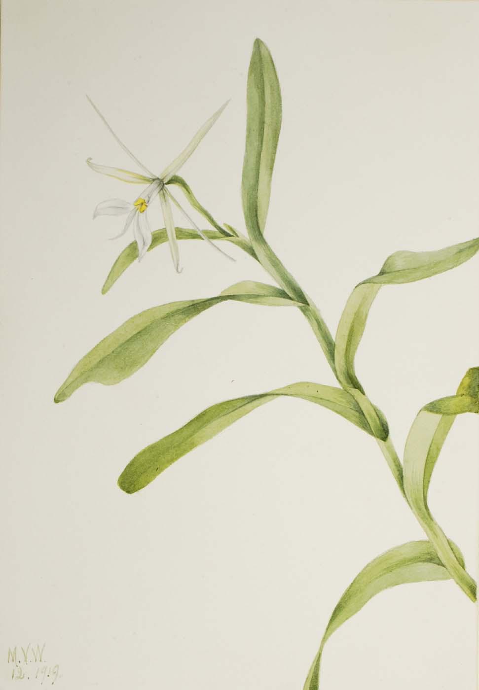 White Epidendrum (epidendrum Nocturnum) — Mary Vaux Walcott