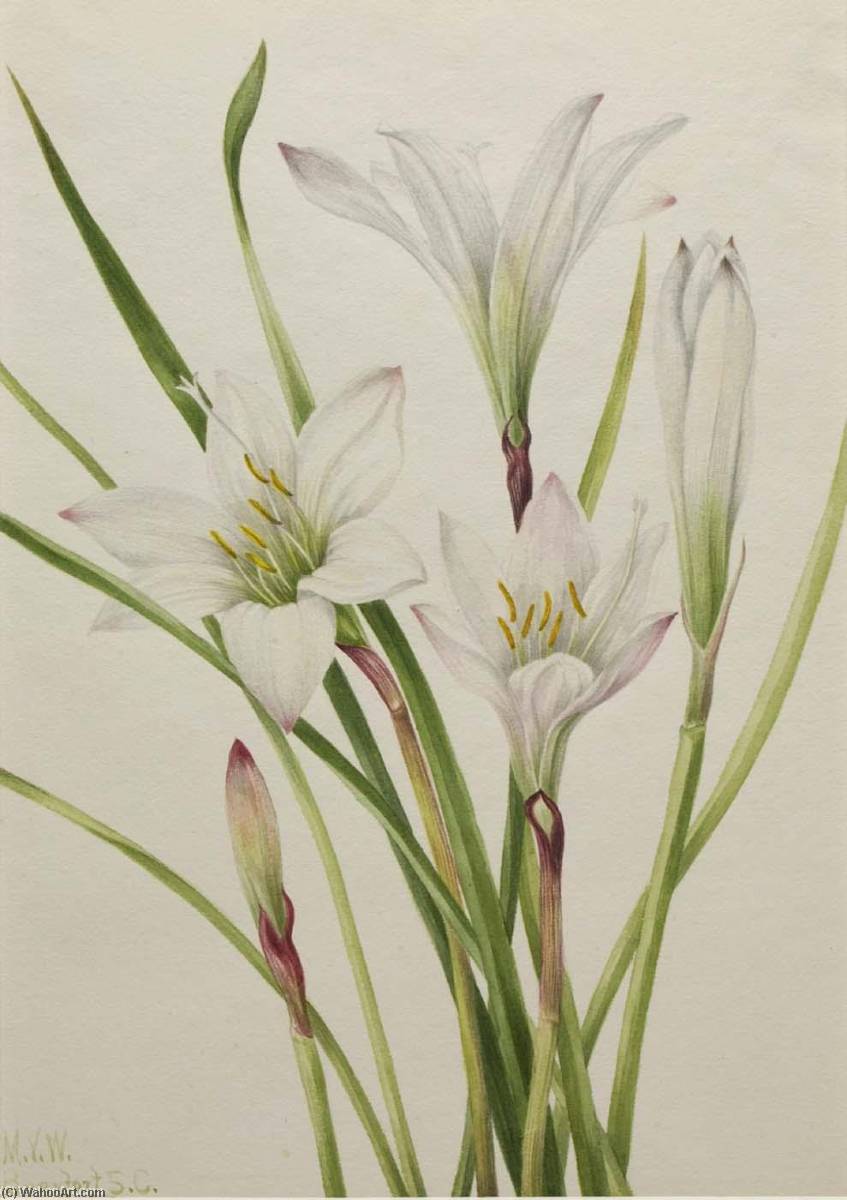 Atamasco Lily (atamosco Atamasco) — Mary Vaux Walcott