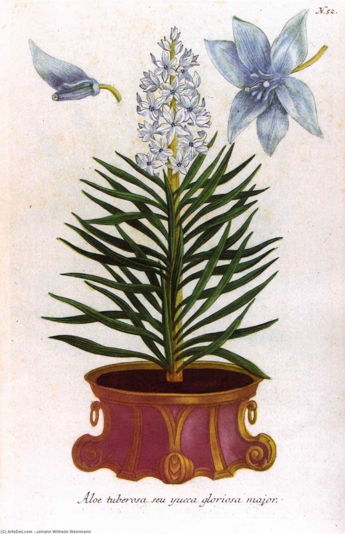 Illustration From Phytanthoza Iconographia — Johann Wilhelm Weinmann