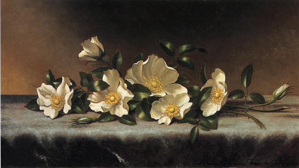 Cherokee Roses On A Light Gray Cloth — Martin Johnson Heade