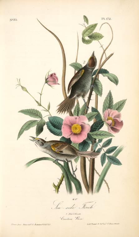 Sea-side Finch. 1. Male. 2. Female. (carolina Rose. Rosa Caroina.) — John James Audubon