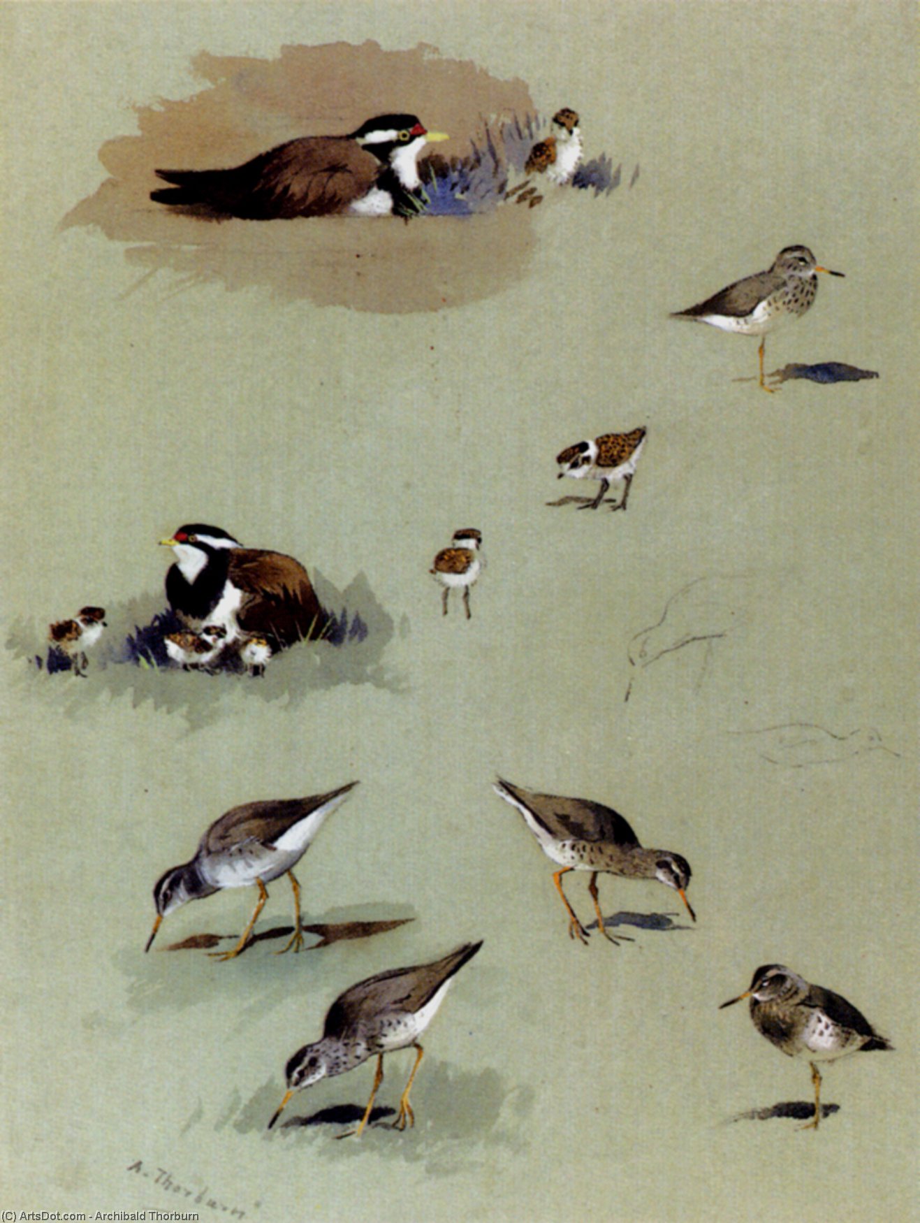 Study Of Sandpipers, Cream-coloured Coursers And Other Birds — Archibald Thorburn