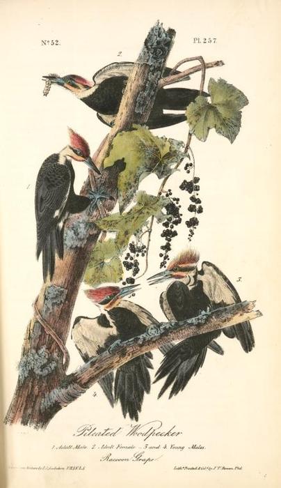 Pileated Woodpecker. 1. Adult Male. 2. Adult Female. 3. And 4. Young Males. (racoon Grape) — John James Audubon