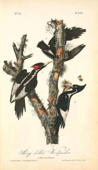 Ivory-billed Woodpecker. 1. Male. 2. ^ 3. Female — John James Audubon