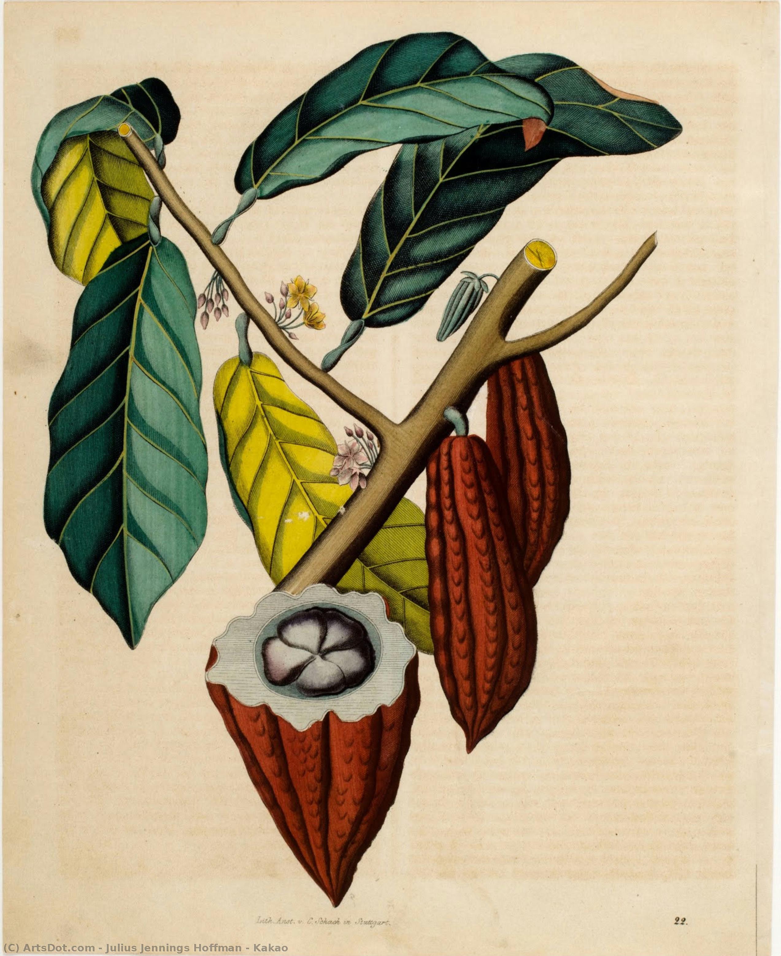 Kakao — Julius Jennings Hoffman