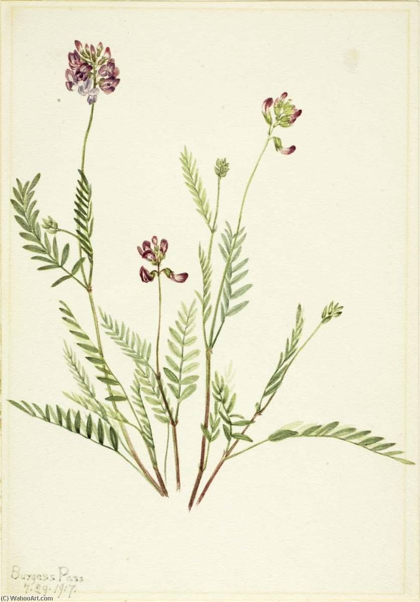 Alpine Vetch (astragalus Bourgovii) — Mary Vaux Walcott