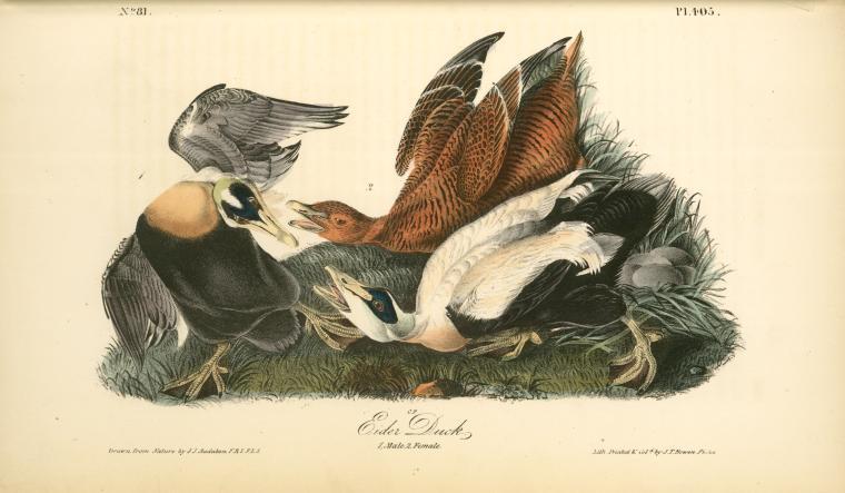 Eider Duck. 1. Male. 2. Female — John James Audubon