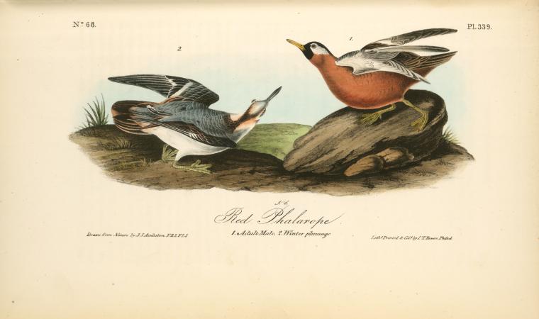 Adult Phalarope. 1. Adult. Male. 2. Winter Plumage — John James Audubon