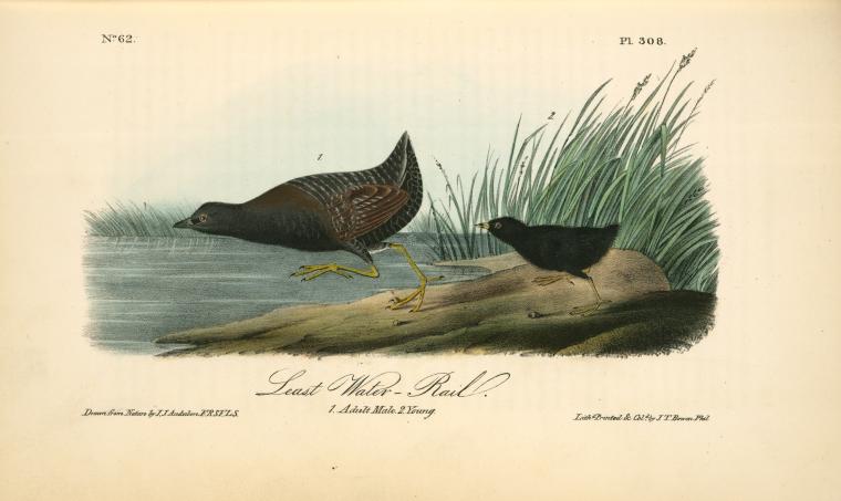 Least Water-rail. 1. Adult Male. 2 Young — John James Audubon
