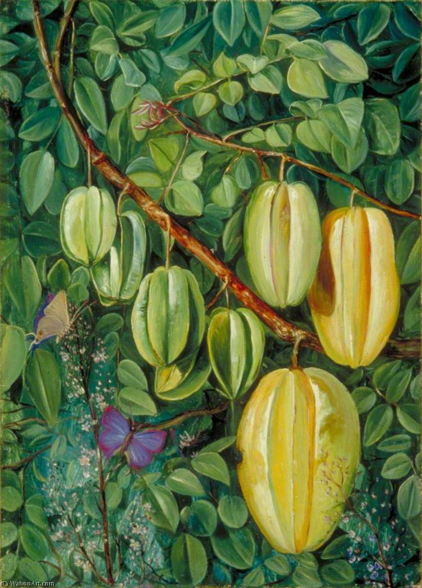 Blüten Und Früchte Der Karambole Und Schmetterlinge, Singapur — Marianne North