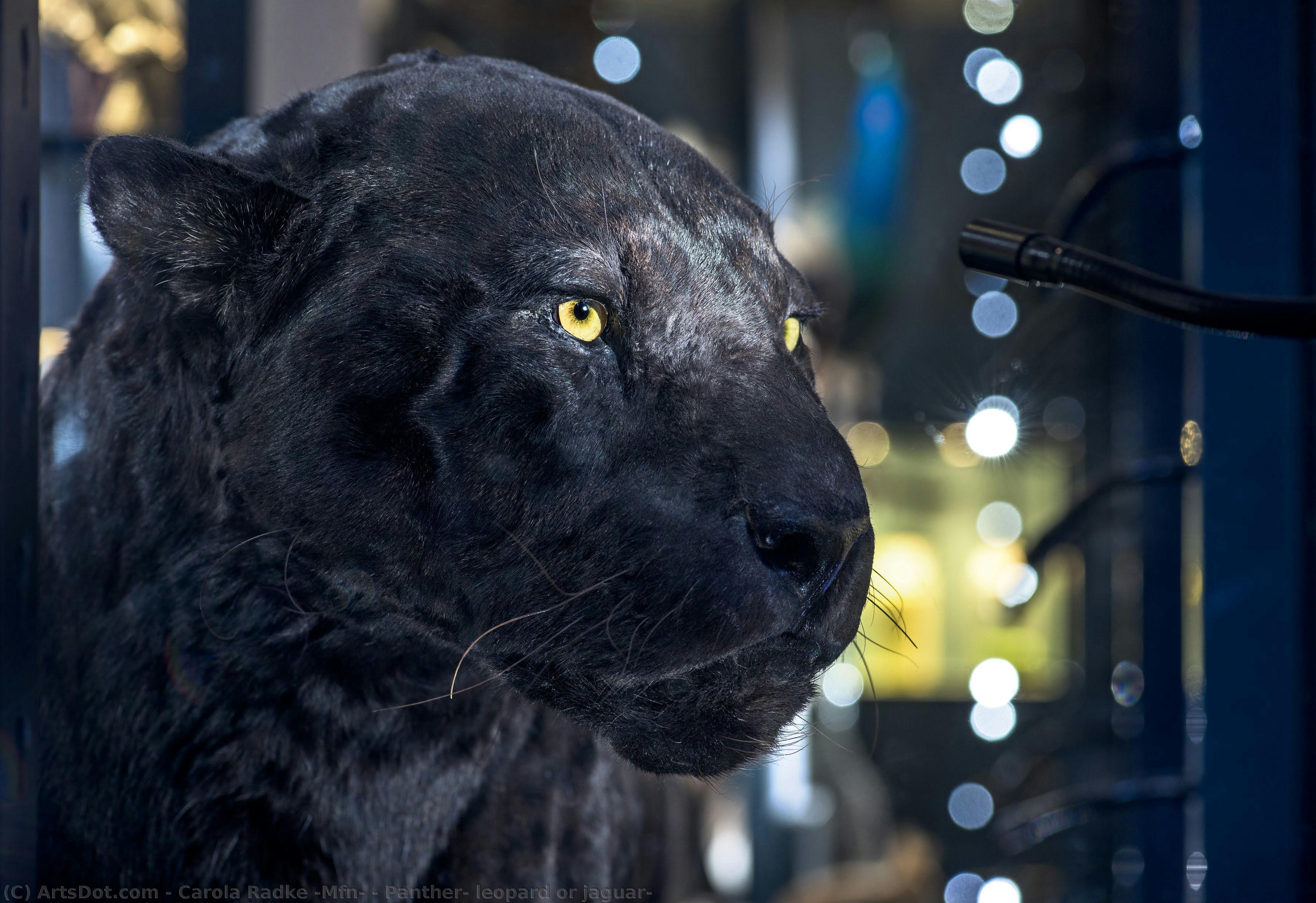 Panther, Leopard Or Jaguar? — Carola Radke (mfn)