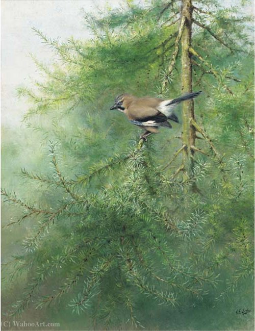 A Jay On A Branch — George Edward Lodge