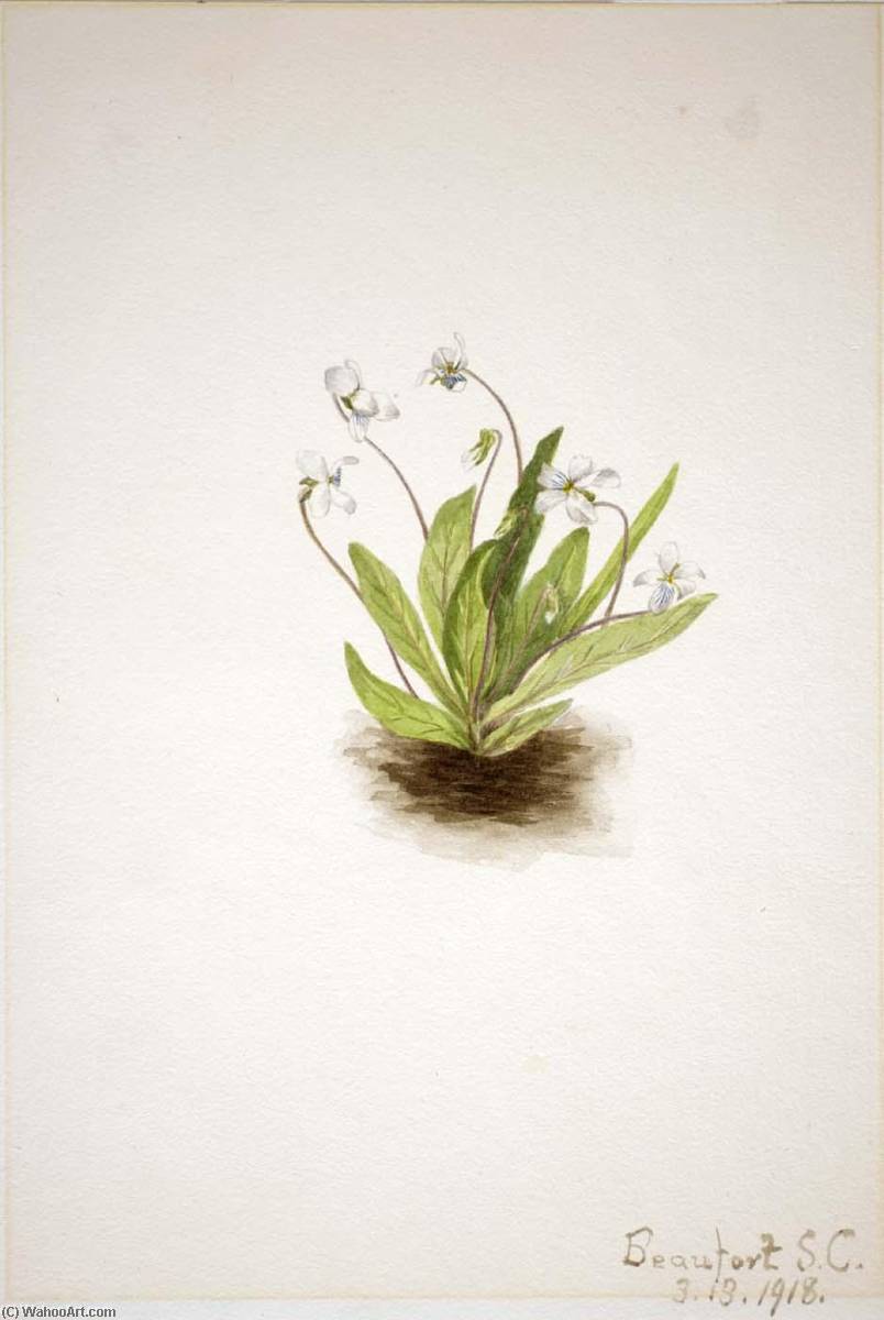 Primrose Violet (viola Primulifolia) — Mary Vaux Walcott