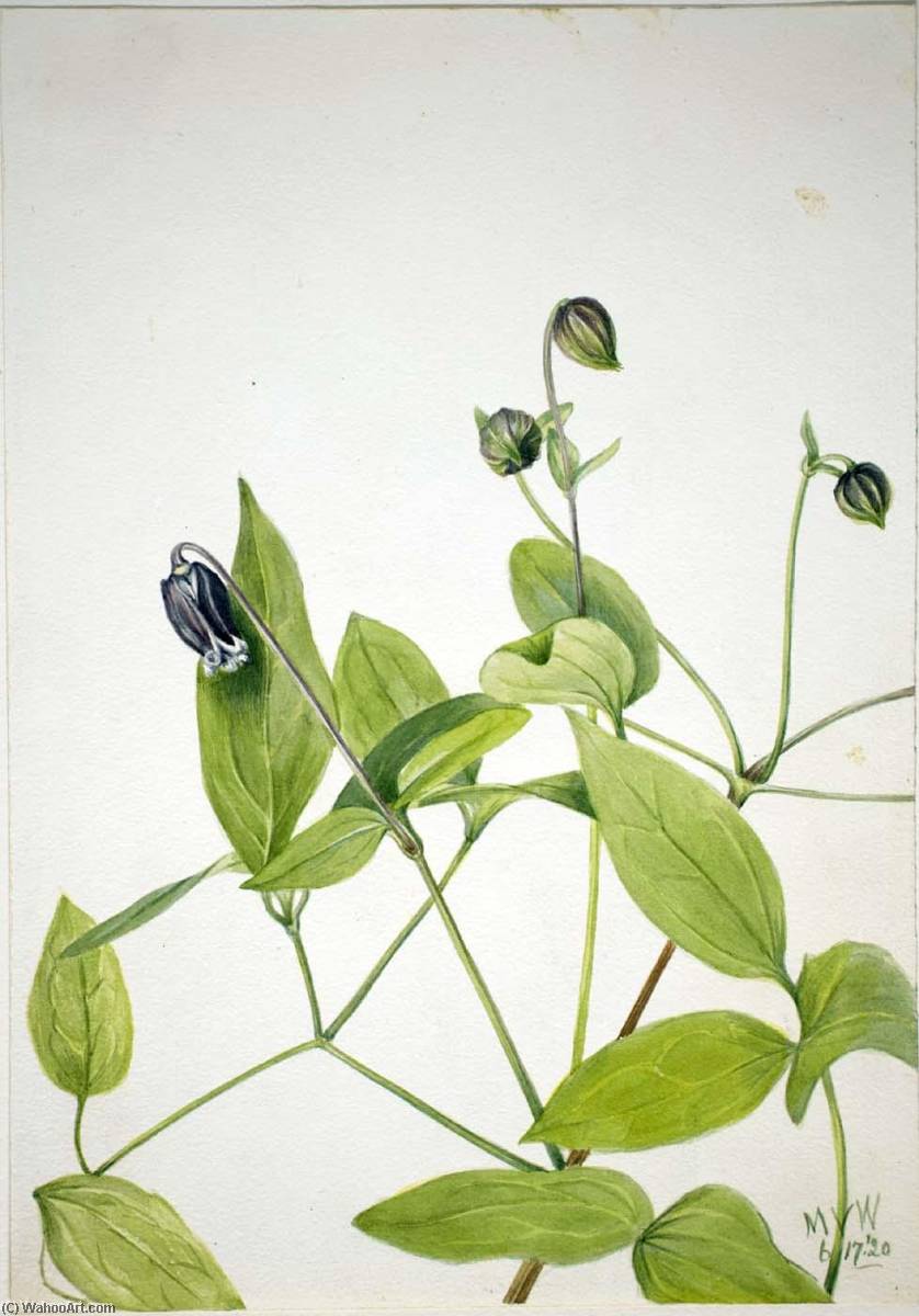 Leather Flower (clematis Viorna) — Mary Vaux Walcott
