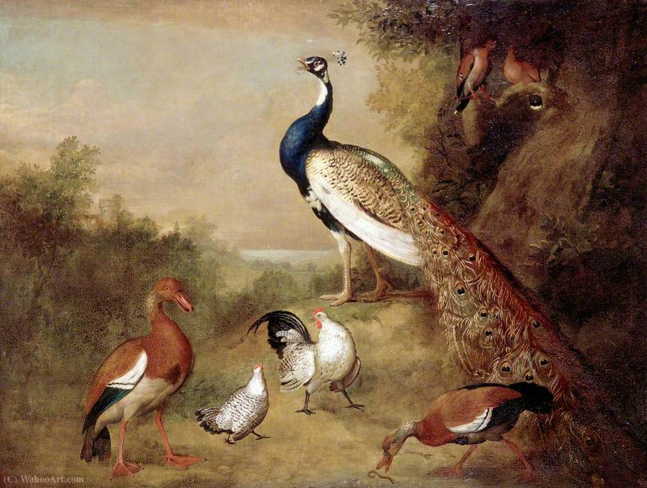 Various Types Of Birds (with A Peacock) — Tobias Stranover
