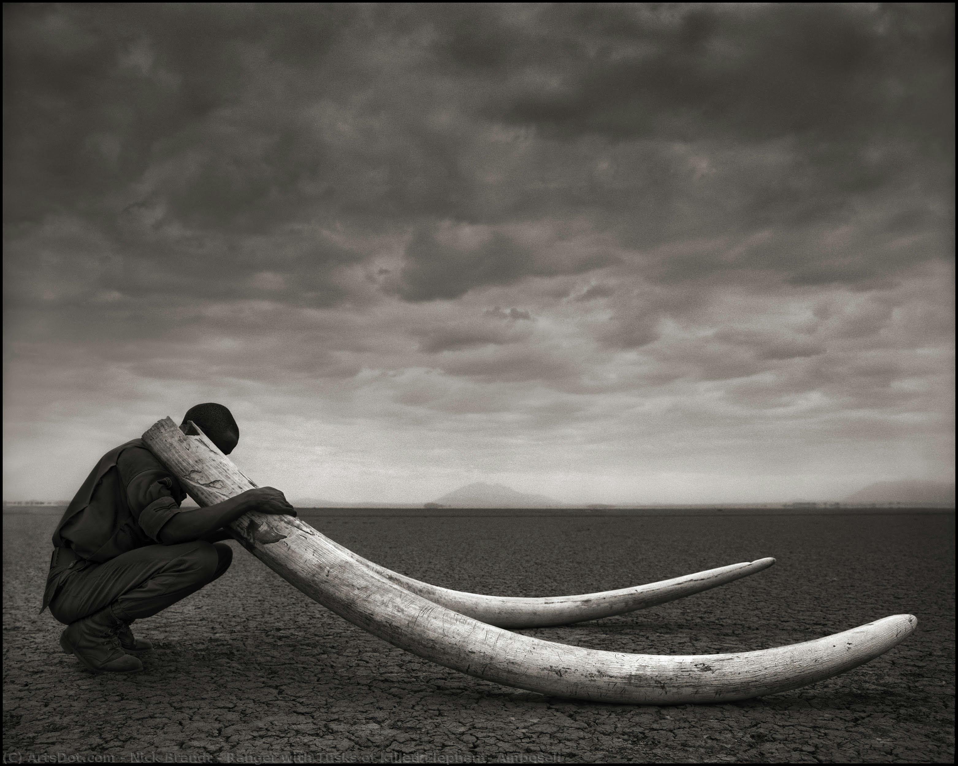 Ranger With Tusks Of Killed Elephant, Amboseli — Nick Brandt