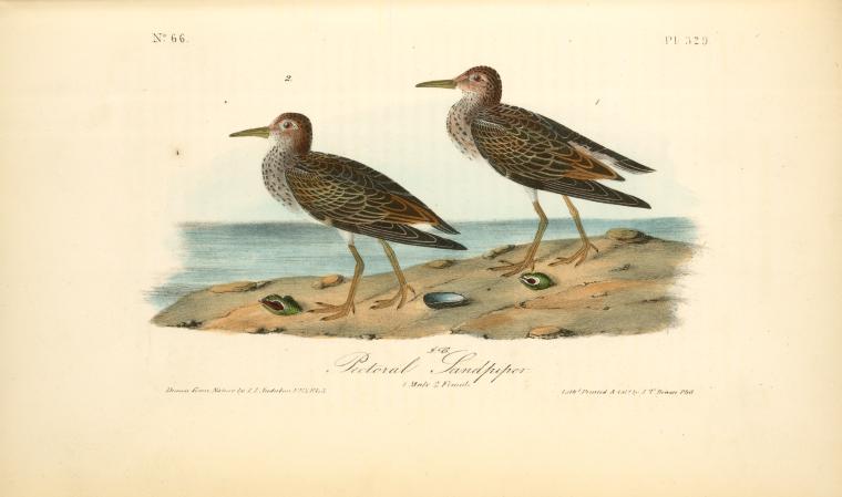 Pectoral Sandpiper. 1. Male. 2. Female — John James Audubon