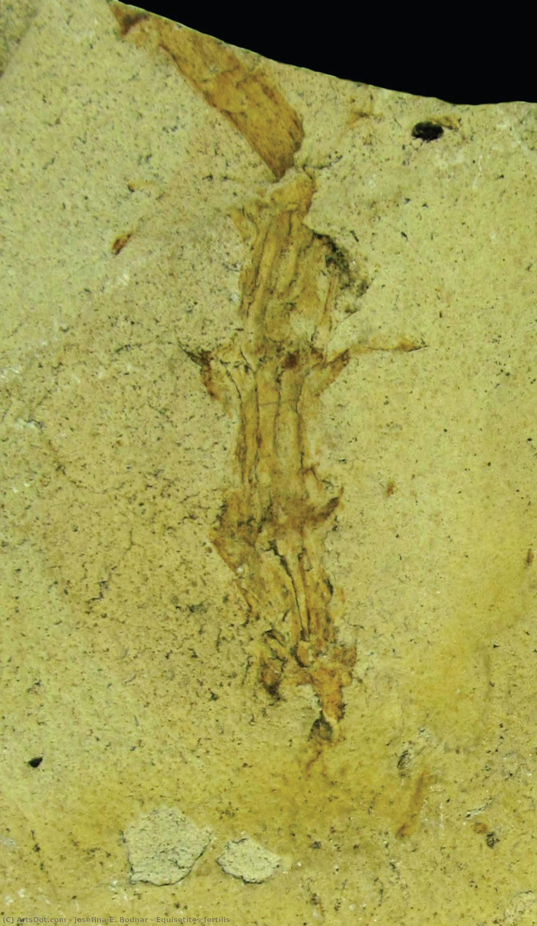 Equisetites Fertilis — Josefina E. Bodnar